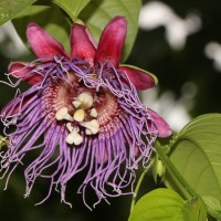 <i>Passiflora quadrangularis</i>  L.